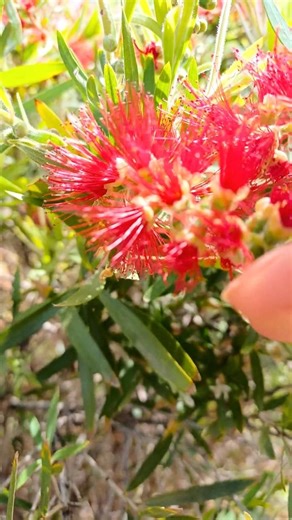 This Flower Looks Like What It Does #herbalism #garden #flowers #shorts #medicinalplants #fyp