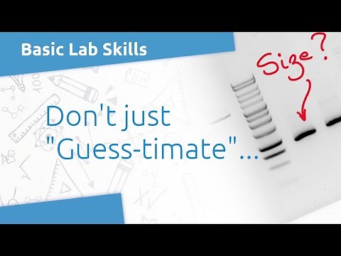 Lab Skills: Measuring the size of a DNA fragment