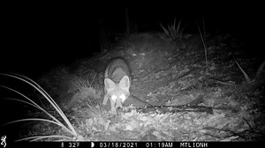 25K views · 1.2K reactions | “What the heck is that?!” While gray...