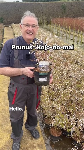Prunus Kojo-No-Mai #gardening #bonzai #cherry #springflowers #garden #gardening #plants | Dave The Plantman