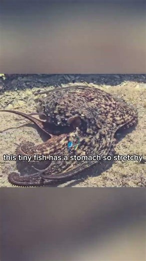 The Scariest Sound Ever Recorded 😨 #Shorts #Ocean #Mystery