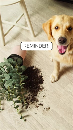 🍀 Monday's Lucky Reminder: No worries about pets or accidents with the SD620 Exteral SSD! 🐾🔒 With MIL-STD shock resistance and a silicone sheath, it's safe from falls up to 1.22m. Your data stays secure, no matter what life (or your pets) throw at it. Upgrade to resilience. 💪📊Learn more: https://www.adata.com/en/consumer/category/external-ssds-and-hard-drives/external-solid-state-drive-sd620/ #DataSecurity #LuckyReminder #PetProof #SSDSafety #DurableTech #SolidStateDrive #ProtectYourData #T