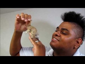 Gerbil - Aprenda mais sobre eles - Dicas, orientações e cuidados