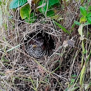 Buttonquail | Review All Birds