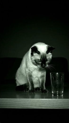 a cat staring at the camera for several seconds, then slowly pushing a glass off the table #cat