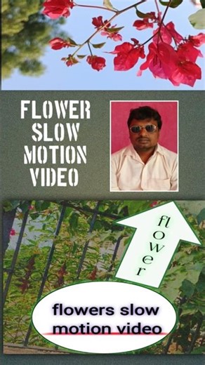 flower slow motion video #shortsvideo #ytstudioes #flowers #nature