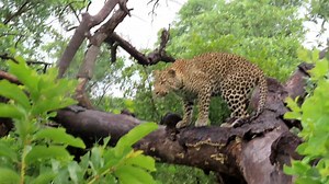 The leopard has spotted something #wild #life #nature #animals #wildlife #leopard | African Bush Kingdom