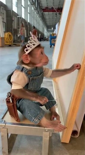 A Baby Monkey – is working as a Beauty Set Builder
