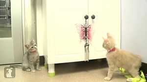 445K views · 4.4K shares | This kitten loves to play music using wind chimes! | The Pet Collective | Facebook