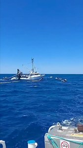 Tuna tow vessel next to Purse Seine vessel fishing in the Southern Ocean after doing a shot for bluefin tuna | On The Deck - Footage from Australia's Commercial Fisherman