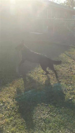 12 reactions | Diesel and his stick! #germanshepherd | Scott Doolittle | Facebook