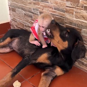 Friendly Puppy Most Playful With Lil Nouti Chichi For Their Lunch Time | Mr Jacky