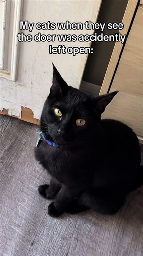 Funny Cat Compilation - Cats getting scared and running back