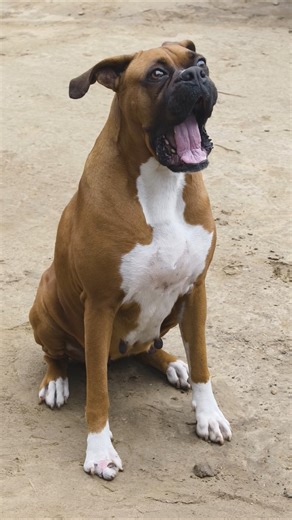 Angry Boxer Dog Fighting #boxerdog #yt #shorts #yt_shorts #youtubeshorts #dogboxer #trending #boxer