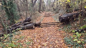 Un sentier forestier dynamique entouré de : vidéo de stock (100 % libre de droit) 3946684761 | Shutterstock