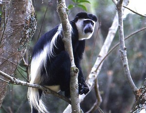 Black and white colobus - Alchetron, the free social encyclopedia