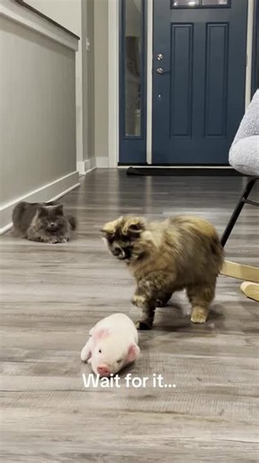 Curious Cat Interacts Playfully With Tiny Piglet