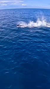 Blue Marlin have the most pure speed and power of any fish! Period…. I don’t care if you think differently. Fish w/ INTENSITY!!! #pelagicgear #guatemalafishing #intensitysportfishing #gopro #goprofishing #gopromax # | Intensity Sportfishing