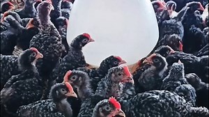 50天左右芦花鸡雏