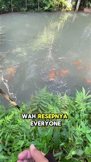 Kita kasih makan dulu ikan di kolam guyss 👍🏻 #mancing #fishing #mancingmania #ikan #kolamikan