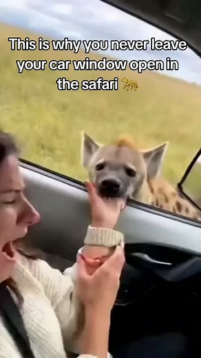 This is why you never leave your car window open in the safari 🐆 #family #nailsofinstagram #funnyvideos #women | Evans Link
