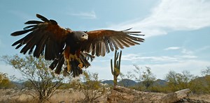 Impresionante! Así caza un halcón harris en el desierto de Arizona. | Planeta Tierra