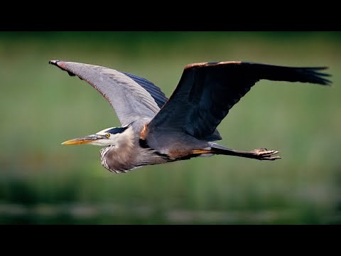 "Great Blue Heron: Elegant and Stately Giant of the Wetlands"