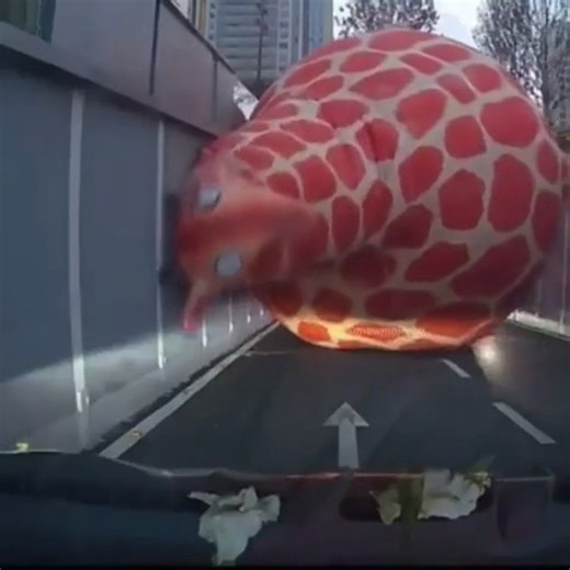 Giant Inflatable Giraffe Fails | Surreal Road Moments