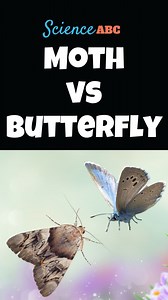 Discover the Mysteries of Moths: How They Navigate at Night Without Vision!