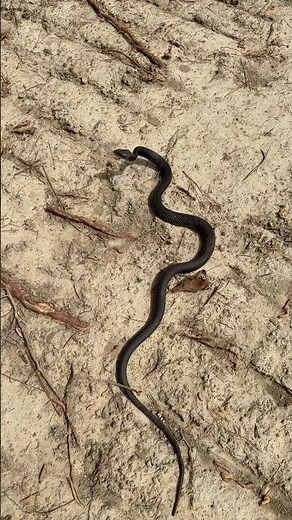 Can you identify this black snake? #snakes #animal #nature