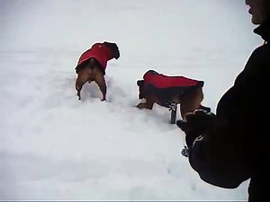 Boxers fetching snow balls! Wearing jackets LOL