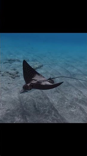 Nature’s underwater glider. #tropicaldreamsphotography #trending #ocean #hawaii #naturelovers