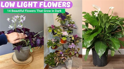14 flower ideas that thrive in low light and small spaces
