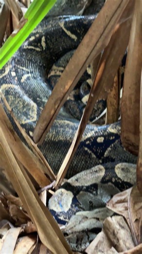 One of the Largest Boa Constrictors I’ve Ever Seen