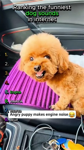 Ranking the funniest dog sounds pt2 #funny #viral #ranking