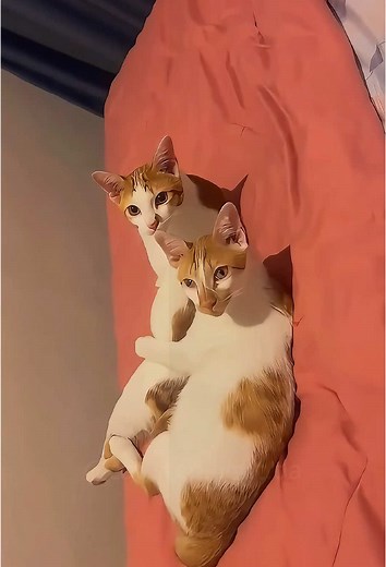 Copy Cat#cat #pet #funnyvideos😂 #catsoftiktok #happy