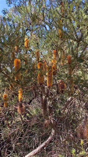 Why Autumn is Banksia Season! 🍂🕯️