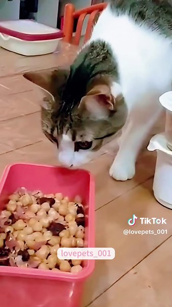 Cat vomiting.#cats #cutecats #foryou #funnytiktok #funnyvideos #usa #funnyanimals #fypシ #viral #funnycat #funnypets #catlover #funny