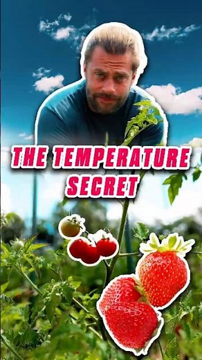 The Temperature Secret to Early Strawberry Season