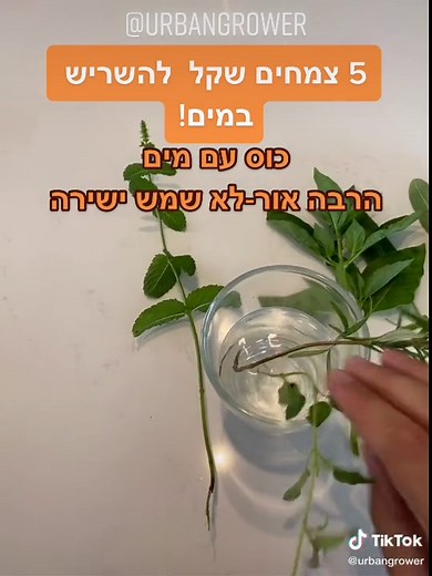 גידול הידרופוני בבית: מדריך למתחילים