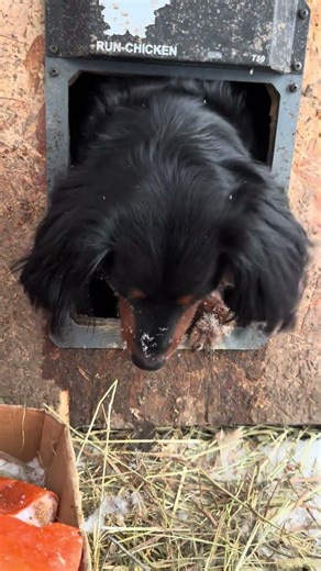 HELP! Can You Identify This Chicken Breed?