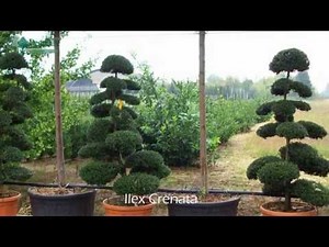 Ilex Crenata - Japanese Holly