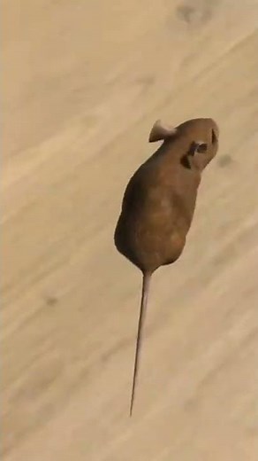 Mouse for cats!