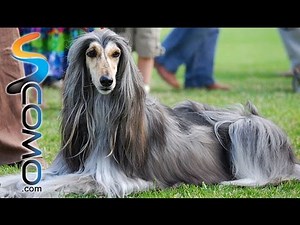 The Afghan Hound
