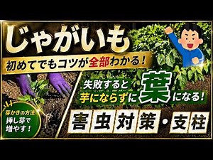 【じゃがいも完全ガイド】初めてでもわかる収穫までの重要ポイントを実践しながら全解説！／芽かき・挿し芽で増やす／失敗すると芋にならずに葉になる！／害虫対策（アブラムシ・テントウムシダマシ）／支柱の立て方