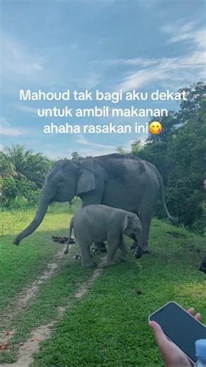 Larii Upin Lari ahaha🤣 #fyp #bayigajah#pekanbaru #gajahsumatra