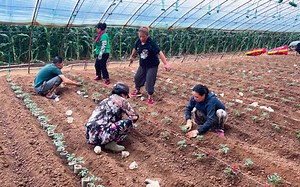 钵里栽的苗移到大棚，亲戚邻居都来换工帮忙，大早上5点就开干？