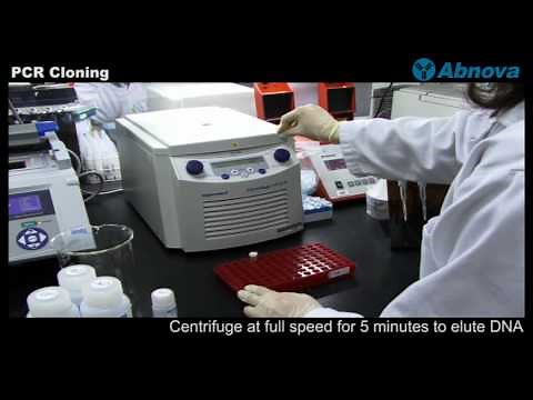 PCR Cloning