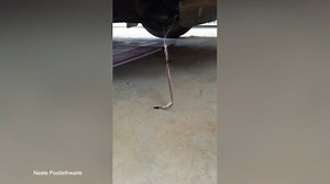 Snake Vs spider! Redback traps Brown Snake in its web