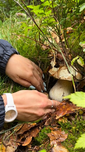 Forest on Instagram: "Foraging a massive porcini in the wild🍄‍🟫🤩 Porcini, Boletus edulis, also known as king bolete or ceps, are one of the most prized edible mushrooms on Earth. They are the fruiting body of a vast underground fungal network called mycelium, which lives beneath the forest floor🌲 You can find porcini in coniferous and deciduous forests, often growing near spruce, pine, fir, hemlock, oak, and beech. They thrive in cool, damp conditions and are commonly foraged in North Americ
